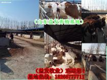 华龙区与濮阳县小牛犊市场概览 价格、供应商及养殖指南